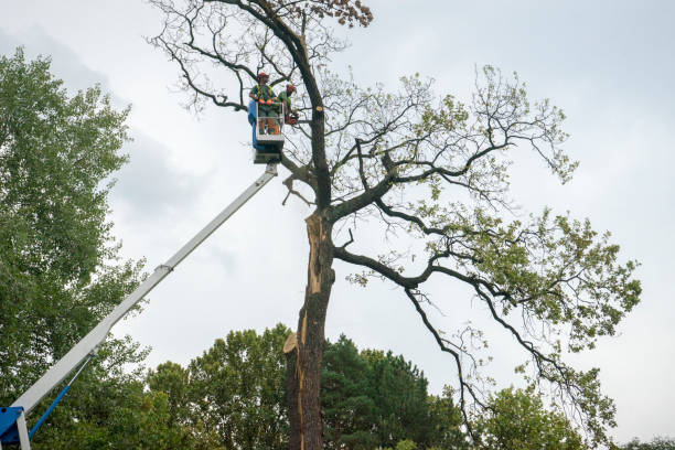 How Our Tree Care Process Works  in  Fowler, MI