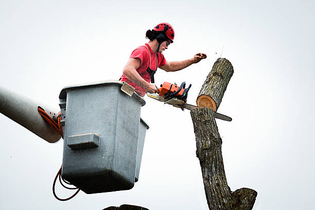 Best Firewood Processing and Delivery  in Fowler, MI